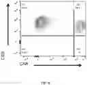 Fig. 18 - COMPOSITIONS AND METHODS FOR ENHANCED LYMPHOCYTE-MEDIATED IMMUNOTHERAPY