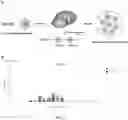 Fig. 19 - COMPOSITIONS AND METHODS FOR ENHANCED LYMPHOCYTE-MEDIATED IMMUNOTHERAPY