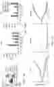 Fig. 16 - THERAPEUTIC ANTIGEN BINDING PROTEINS SPECIFIC FOR CD93 AND METHODS OF USE THEREOF