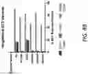 Fig. 14 - Notch receptors with hinge domain