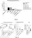 Fig. 19 - ADMINISTRATION OF TUMOR INFILTRATING LYMPHOCYTES WITH MEMBRANE BOUND INTERLEUKIN 15 TO TREAT CANCER