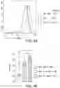 Fig. 08 - FUSION POLYPEPTIDE FOR IMMUNOTHERAPY