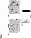 Fig. 06 - PHARMACEUTICAL COMPOSITION FOR TREATING AMYOTROPHIC LATERAL SCLEROSIS
