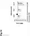 Fig. 15 - PHARMACEUTICAL COMPOSITION FOR TREATING AMYOTROPHIC LATERAL SCLEROSIS