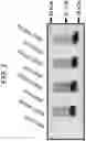 Fig. 03 - COMPOSITIONS AND METHODS FOR TREATING NEUROCOGNITIVE DISORDERS