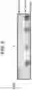 Fig. 07 - COMPOSITIONS AND METHODS FOR TREATING NEUROCOGNITIVE DISORDERS