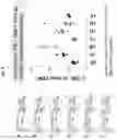 Fig. 07 - Compositions and methods for the induction of CD8+ T-cells