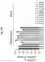 Fig. 102 - Compositions and methods for the induction of CD8+ T-cells