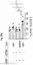 Fig. 109 - Compositions and methods for the induction of CD8+ T-cells