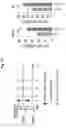 Fig. 111 - Compositions and methods for the induction of CD8+ T-cells