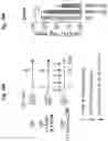 Fig. 112 - Compositions and methods for the induction of CD8+ T-cells