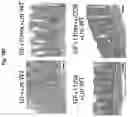 Fig. 113 - Compositions and methods for the induction of CD8+ T-cells