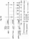 Fig. 114 - Compositions and methods for the induction of CD8+ T-cells