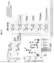 Fig. 12 - Compositions and methods for the induction of CD8+ T-cells
