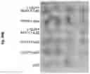 Fig. 121 - Compositions and methods for the induction of CD8+ T-cells