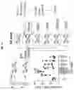 Fig. 14 - Compositions and methods for the induction of CD8+ T-cells