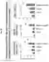 Fig. 40 - Compositions and methods for the induction of CD8+ T-cells