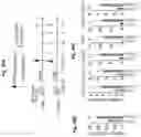 Fig. 50 - Compositions and methods for the induction of CD8+ T-cells