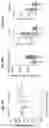 Fig. 52 - Compositions and methods for the induction of CD8+ T-cells
