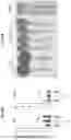 Fig. 64 - Compositions and methods for the induction of CD8+ T-cells