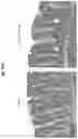 Fig. 65 - Compositions and methods for the induction of CD8+ T-cells