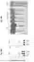 Fig. 96 - Compositions and methods for the induction of CD8+ T-cells