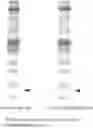 Fig. 01 - MUSCLE-MODIFYING AGENT