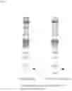 Fig. 02 - MUSCLE-MODIFYING AGENT