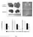 Fig. 05 - Recombinant Bacteria And Uses Thereof