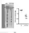 Fig. 09 - Recombinant Bacteria And Uses Thereof