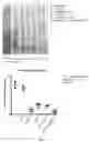 Fig. 12 - Recombinant Bacteria And Uses Thereof