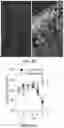 Fig. 10 - METHOD AND COMPOSITION FOR TREATING GASTROINTESTINAL INFLAMMATORY DISORDERS