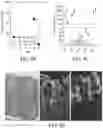 Fig. 11 - METHOD AND COMPOSITION FOR TREATING GASTROINTESTINAL INFLAMMATORY DISORDERS