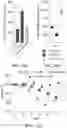 Fig. 14 - METHOD AND COMPOSITION FOR TREATING GASTROINTESTINAL INFLAMMATORY DISORDERS
