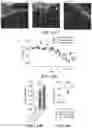 Fig. 20 - METHOD AND COMPOSITION FOR TREATING GASTROINTESTINAL INFLAMMATORY DISORDERS