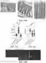 Fig. 21 - METHOD AND COMPOSITION FOR TREATING GASTROINTESTINAL INFLAMMATORY DISORDERS