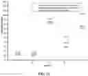 Fig. 07 - MULTI-LACTOBACILLUS COMPOSITION AND APPLICATION THEREOF TO VAGINAL HEALTH OF FEMALES