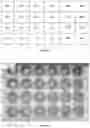 Fig. 24 - A MODIFIED ONCOLYTIC VIRUS, COMPOSITION AND USE THEREOF