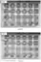Fig. 26 - A MODIFIED ONCOLYTIC VIRUS, COMPOSITION AND USE THEREOF