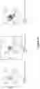 Fig. 36 - A MODIFIED ONCOLYTIC VIRUS, COMPOSITION AND USE THEREOF