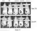 Fig. 44 - A MODIFIED ONCOLYTIC VIRUS, COMPOSITION AND USE THEREOF