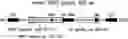 Fig. 01 - ONCOLYTIC VIRUSES TARGETING STAT3