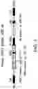 Fig. 02 - ONCOLYTIC VIRUSES TARGETING STAT3