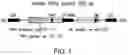 Fig. 02 - ONCOLYTIC VIRUSES TARGETING STAT3