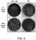 Fig. 06 - ONCOLYTIC VIRUSES TARGETING STAT3