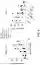 Fig. 09 - ONCOLYTIC VIRUSES TARGETING STAT3