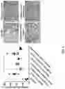 Fig. 07 - HERBAL COMPOSITION FOR PREVENTING OR TREATING BENIGN PROSTATIC HYPERPLASIA DISEASE