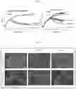 Fig. 07 - NOVEL ANTIMICROBIAL COMPOUND AND USES THEREOF