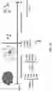 Fig. 06 - METHODS AND COMPOSITIONS FOR RESTORING STMN2 LEVELS