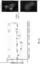 Fig. 101 - METHODS AND COMPOSITIONS FOR RESTORING STMN2 LEVELS